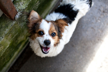 MIU, Hund, Mischlingshund in Solingen - Bild 6