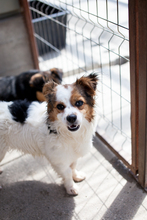 MIU, Hund, Mischlingshund in Solingen - Bild 7