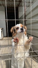 MIU, Hund, Mischlingshund in Solingen - Bild 8