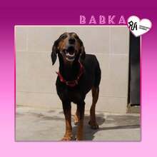 BABKA, Hund, Mischlingshund in Bulgarien