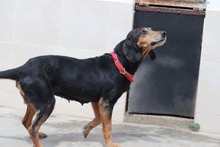 BABKA, Hund, Mischlingshund in Bulgarien - Bild 2