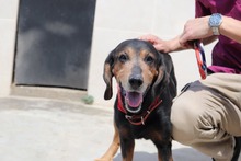 BABKA, Hund, Mischlingshund in Bulgarien - Bild 3
