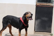BABKA, Hund, Mischlingshund in Bulgarien - Bild 5