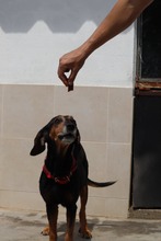 BABKA, Hund, Mischlingshund in Bulgarien - Bild 6