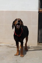 BABKA, Hund, Mischlingshund in Bulgarien - Bild 7