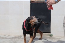 BABKA, Hund, Mischlingshund in Bulgarien - Bild 8