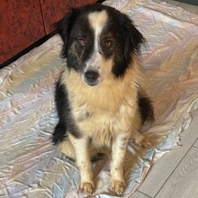 RICHIE, Hund, Mischlingshund in Rumänien - Bild 1