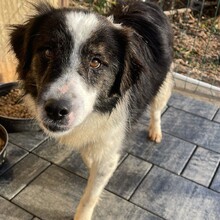 RICHIE, Hund, Mischlingshund in Rumänien - Bild 10