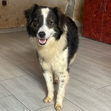 RICHIE, Hund, Mischlingshund in Rumänien - Bild 2