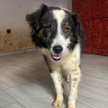 RICHIE, Hund, Mischlingshund in Rumänien - Bild 3