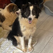 RICHIE, Hund, Mischlingshund in Rumänien - Bild 4