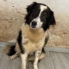 RICHIE, Hund, Mischlingshund in Rumänien - Bild 5