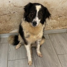 RICHIE, Hund, Mischlingshund in Rumänien - Bild 6