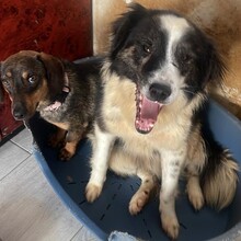RICHIE, Hund, Mischlingshund in Rumänien - Bild 7
