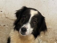 RICHIE, Hund, Mischlingshund in Rumänien - Bild 8