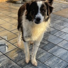 RICHIE, Hund, Mischlingshund in Rumänien - Bild 9
