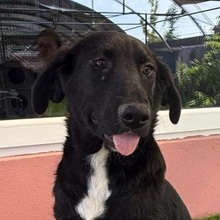 DAVI, Hund, Mischlingshund in Rumänien - Bild 1