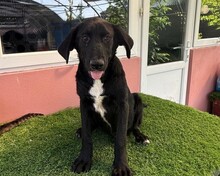 DAVI, Hund, Mischlingshund in Rumänien - Bild 10