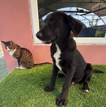 DAVI, Hund, Mischlingshund in Rumänien - Bild 2