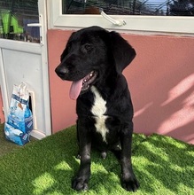 DAVI, Hund, Mischlingshund in Rumänien - Bild 3