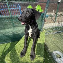 DAVI, Hund, Mischlingshund in Rumänien - Bild 4