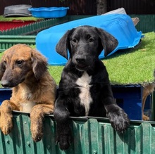 DAVI, Hund, Mischlingshund in Rumänien - Bild 6