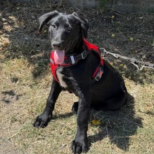DAVI, Hund, Mischlingshund in Rumänien - Bild 7