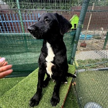 DAVI, Hund, Mischlingshund in Rumänien - Bild 8