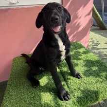 DAVI, Hund, Mischlingshund in Rumänien - Bild 9