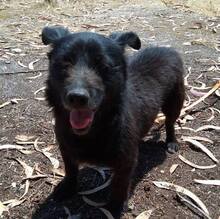 PUMBA, Hund, Mischlingshund in Portugal - Bild 1
