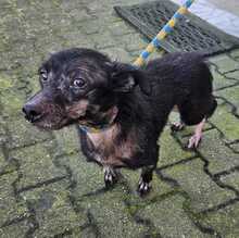 PUMBA, Hund, Mischlingshund in Portugal - Bild 2