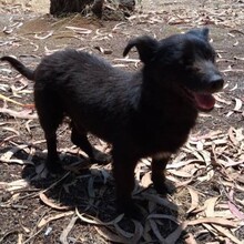 PUMBA, Hund, Mischlingshund in Portugal - Bild 3