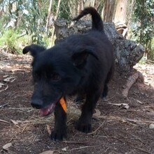 PUMBA, Hund, Mischlingshund in Portugal - Bild 4