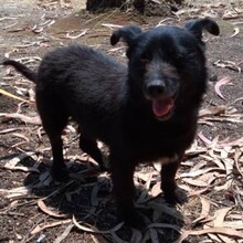 PUMBA, Hund, Mischlingshund in Portugal - Bild 5