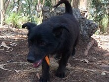 PUMBA, Hund, Mischlingshund in Portugal - Bild 6