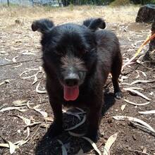 PUMBA, Hund, Mischlingshund in Portugal - Bild 7