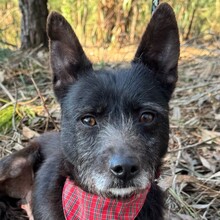 PORTHOS, Hund, Mischlingshund in Portugal - Bild 1