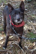 PORTHOS, Hund, Mischlingshund in Portugal - Bild 10
