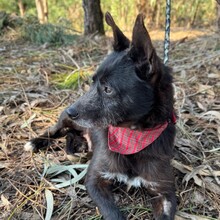 PORTHOS, Hund, Mischlingshund in Portugal - Bild 2