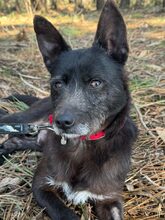 PORTHOS, Hund, Mischlingshund in Portugal - Bild 7