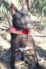 PORTHOS, Hund, Mischlingshund in Portugal - Bild 8