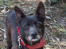 PORTHOS, Hund, Mischlingshund in Portugal - Bild 9