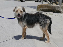 BIRKE, Hund, Mischlingshund in Bulgarien