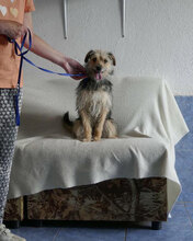 BIRKE, Hund, Mischlingshund in Bulgarien - Bild 10