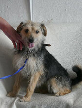 BIRKE, Hund, Mischlingshund in Bulgarien - Bild 11