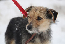 BIRKE, Hund, Mischlingshund in Bulgarien - Bild 12