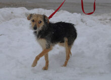 BIRKE, Hund, Mischlingshund in Bulgarien - Bild 13