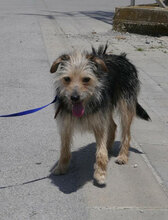 BIRKE, Hund, Mischlingshund in Bulgarien - Bild 2