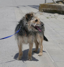 BIRKE, Hund, Mischlingshund in Bulgarien - Bild 3
