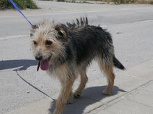 BIRKE, Hund, Mischlingshund in Bulgarien - Bild 4